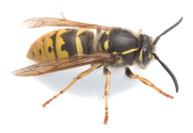 Common wasp, Vespa vulgaris isolated on white background